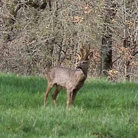 Nature Et Piscine Au Sommet Du Périgord Bed and breakfast